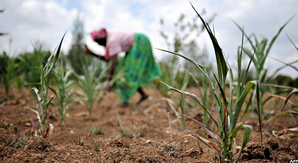 Kasese Drought Devastates Livestock and Agriculture