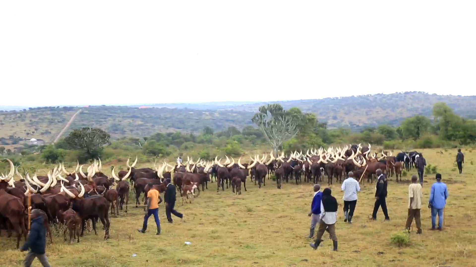 Minister Mayanja Orders Police Officer Off Disputed Lyantonde Land