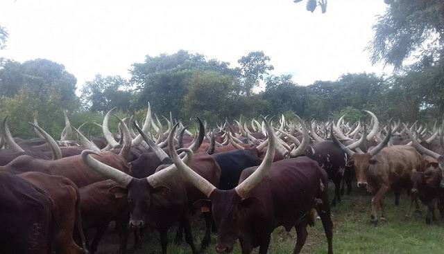 UPDF Grants Grace Period for Harvest at Aswa Ranch, Urges Transition from Nomadism