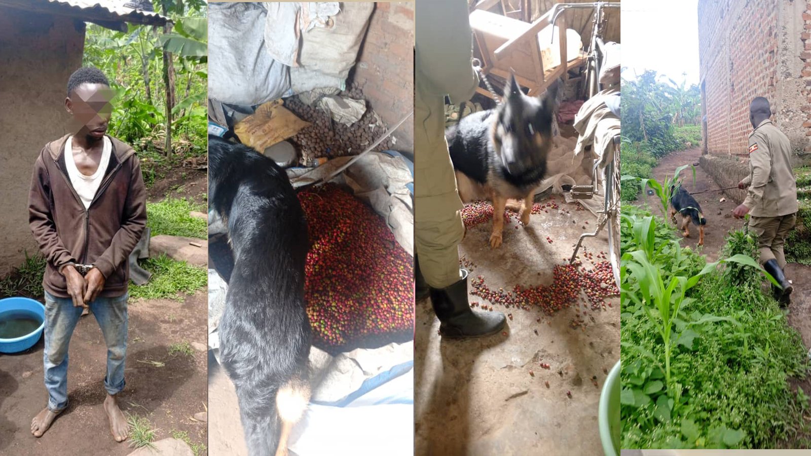 Police Dog Leads to Arrest of Coffee Thief in Bunyangabu