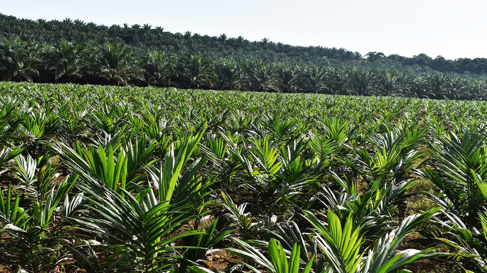 Gov’t Begins Paying Shs24bn to Palm Oil Project-Affected Families