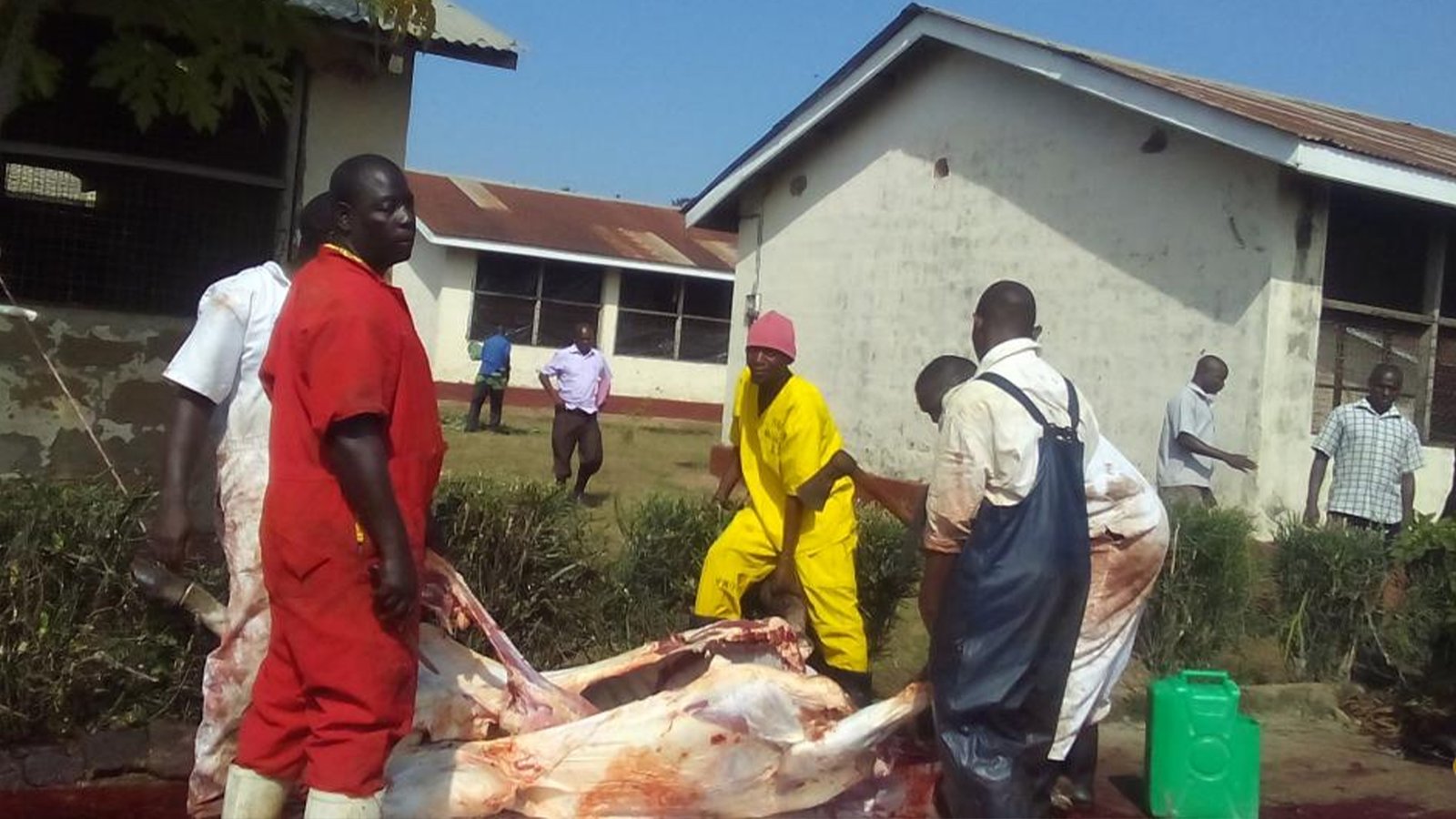 Prisons Slaughter Over 500 Cows for Inmates’ Christmas