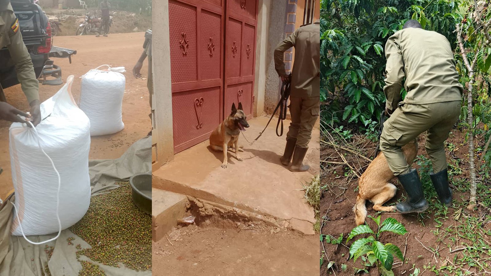 Police Dog Tracks Coffee Thief to His Doorstep